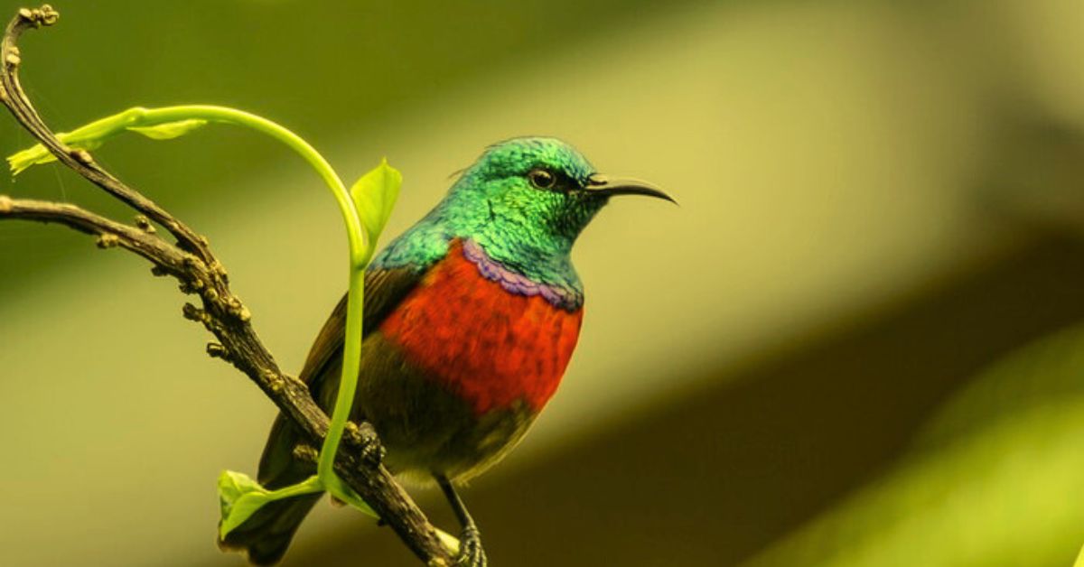 Panduan Mengatasi Masalah Perilaku pada Burung