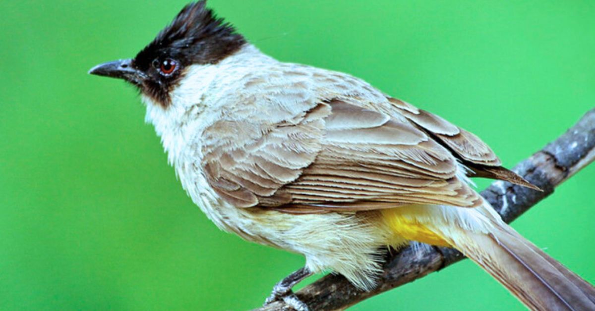 Solusi untuk Mengatasi Kebiasaan Bertengkar antar-Burung