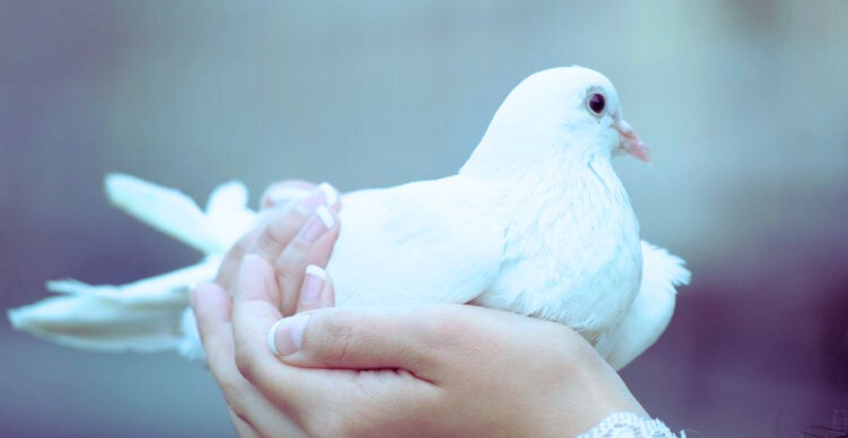 Solusi untuk Mengatasi Kebiasaan Menggigit Sangkarnya pada Burung