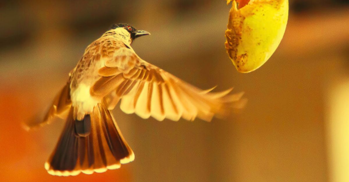 Teknik Pemilihan Makanan yang Cocok untuk Burung yang Sakit